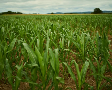 Grosvenor Farms field