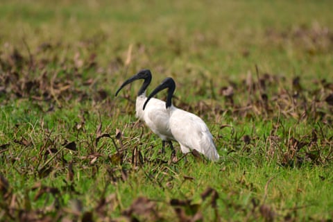 Um casal de íbis-de-cabeça-preta é visto em um arrozal em Assam, Índia.