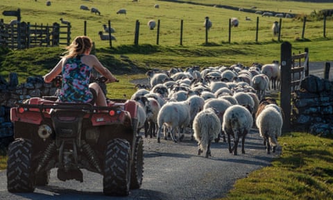 A woman on a quad bike driving sheep along a road to new grazing on the Yorkshire Dales.