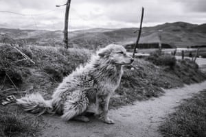 The Farmer’s Dog by Anna Rebecka Lindberg