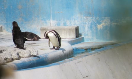 Penguins at the Inubosaki Marine Park Aquarium