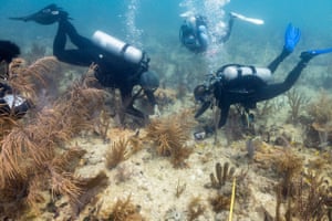 Scuba divers in black wetsuits plant brown coral on the seabed
