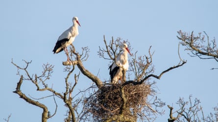 Storks at the Knepp Castle Estate in West Sussex
