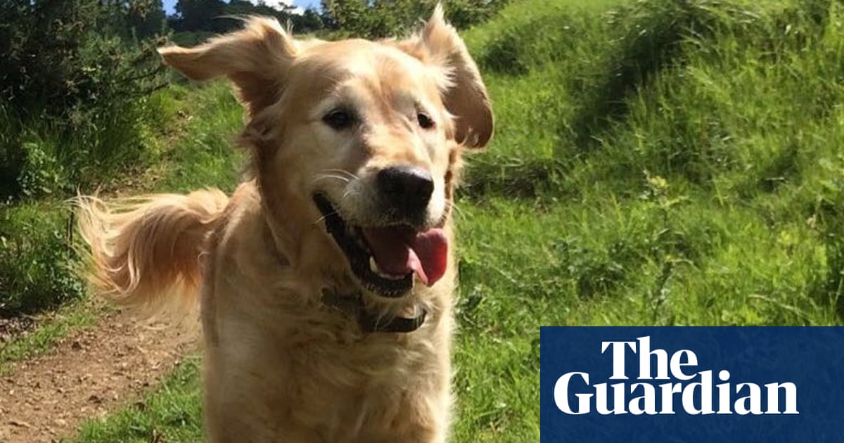 The pet I’ll never forget: Otto, the wild, people-loving golden retriever who had 20 volunteer dog walkers
