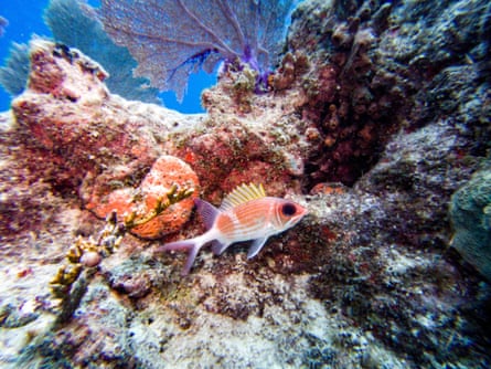 A longspine squirrelfish swims around a coral reef in Key West, Florida.