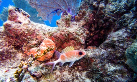 A Longspine squirrelfish swims around a coral reef in Key West, Florida.
