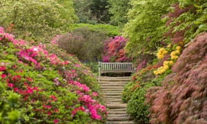 Azalées, printemps, Winkworth arboretum