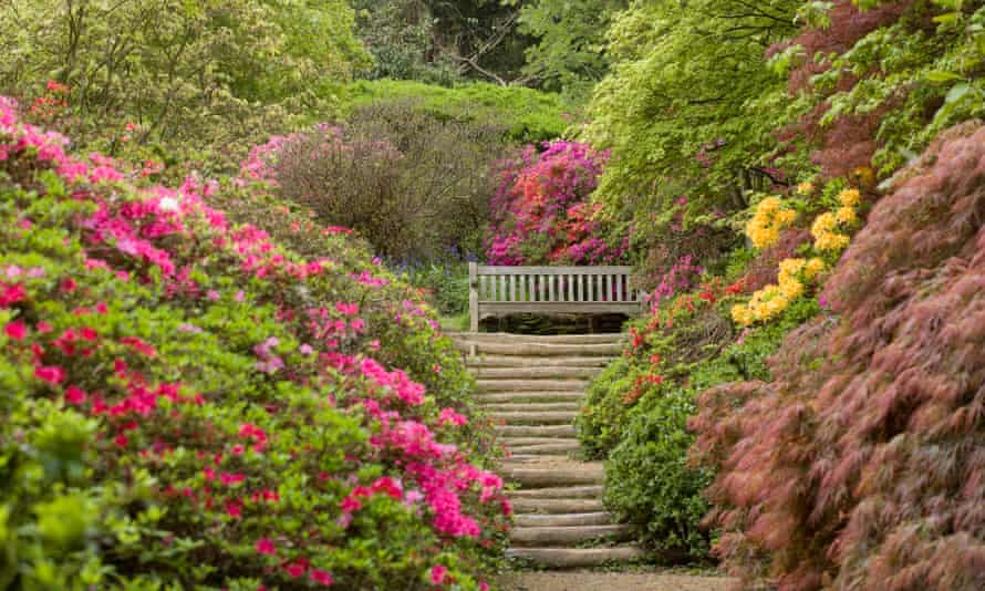 Early bloomers: 10 of the best UK gardens for late winter and early spring | Travel 9 Azaleas at Winkworth Arboretum, Surrey.