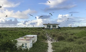 Seabirds over Kure Atoll in the Northwestern Hawaiian Islands.