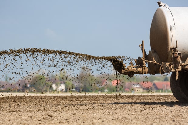 Muck-spreading, the agricultural practice of spraying liquid manure on fields, is a key source of ammonia pollution