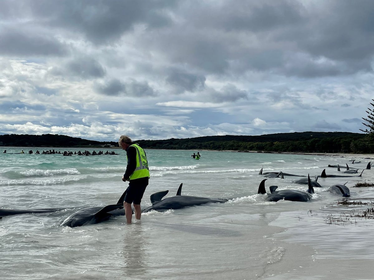 Why Did 150 Whales Strand Themselves on Australia's Coast? - The Atlantic