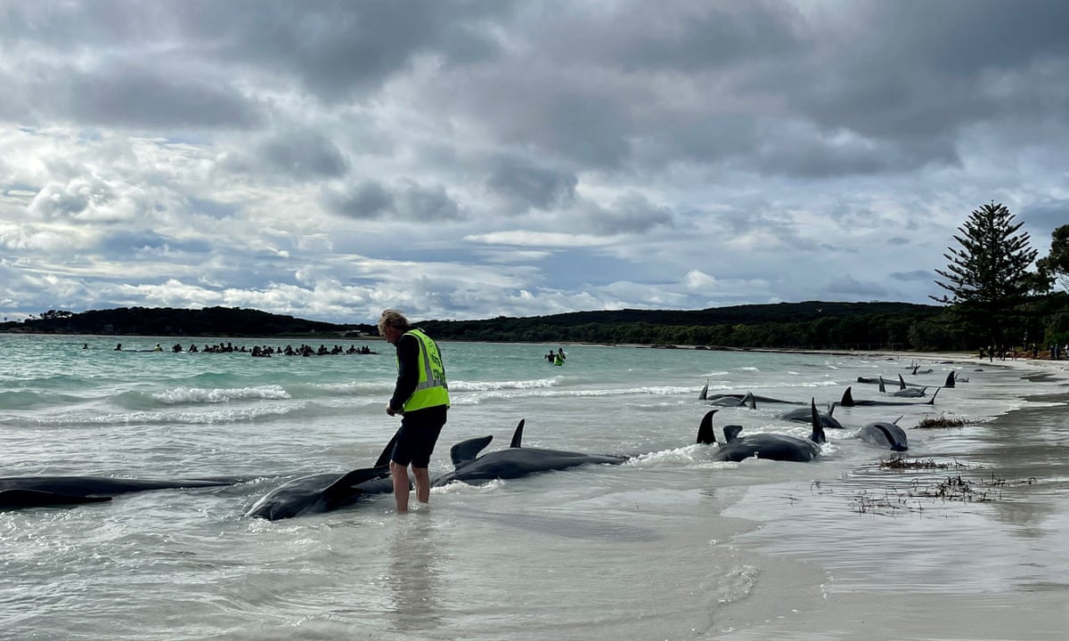 PHOTOS: Super Pod of 200 Pilot Whales Die in Mass Stranding in Australia