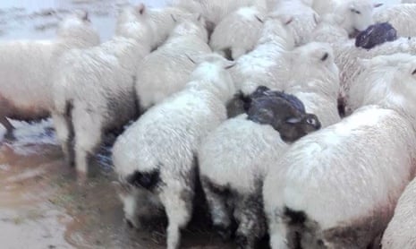 Rabbits catch a ride on the back of sheep during floods in New Zealand