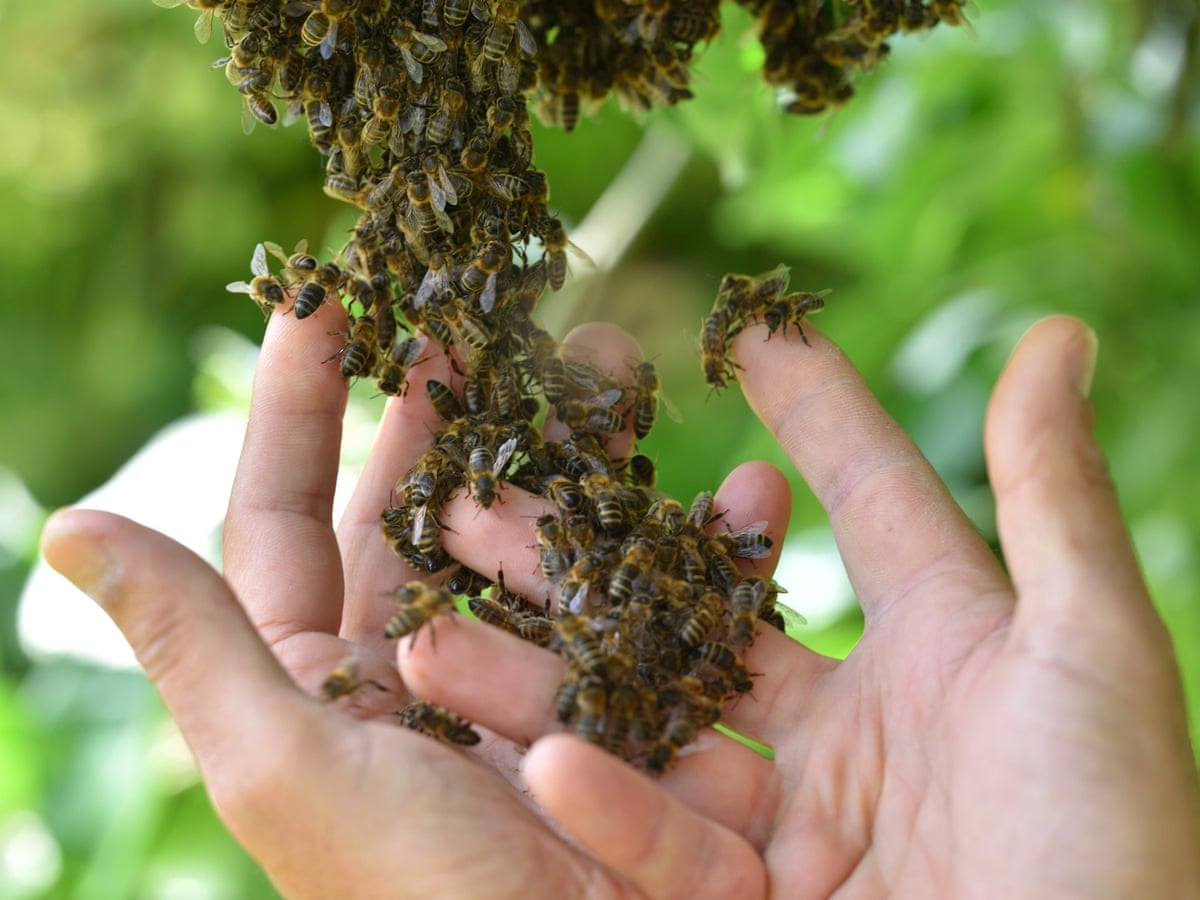 No One Knew They Existed Wild Heirs Of Lost British Honeybee Found At Blenheim Bees The Guardian No One Knew They Existed Wild Heirs Of Lost British Honeybee Found At Blenheim Bees The Guardian
