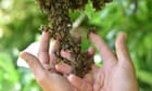 'No one knew they existed': wild heirs of lost British honeybee found at Blenheim