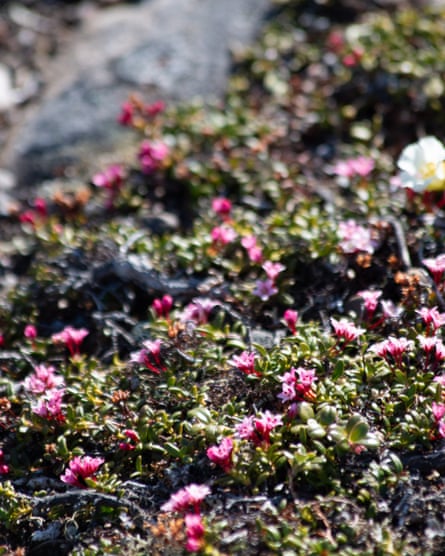 A green shrub with small pink flowers on a rock A green shrub with small pink flowers on a rock