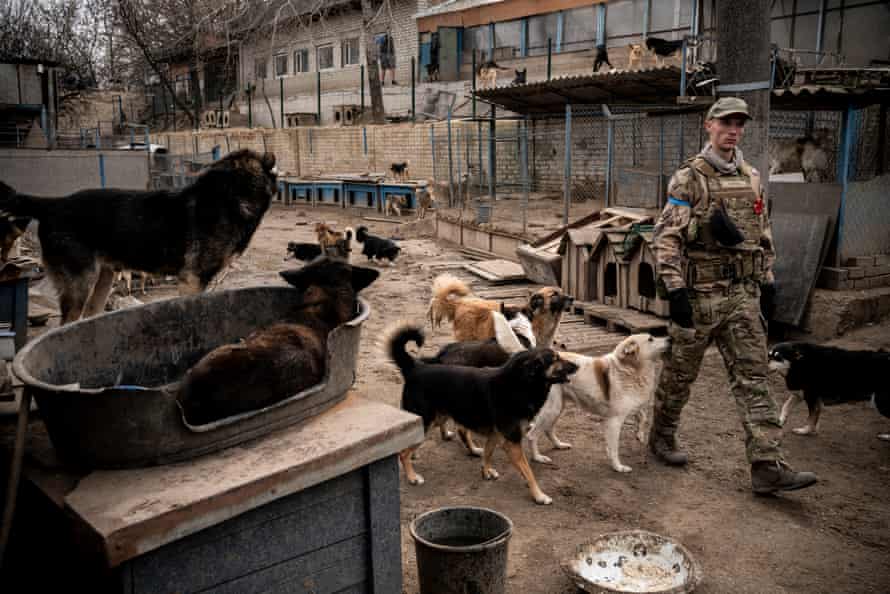 Dogs follow a volunteer at Korchuvate shelter, Kyiv