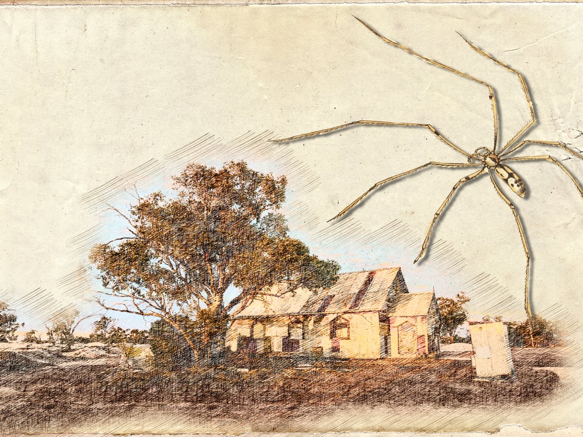 12 Hewan Yang Bernapas Dengan Trakea Dan Penjelasannya Ekor9 Com Harvestman Spider Spider Granddaddy Long Leg