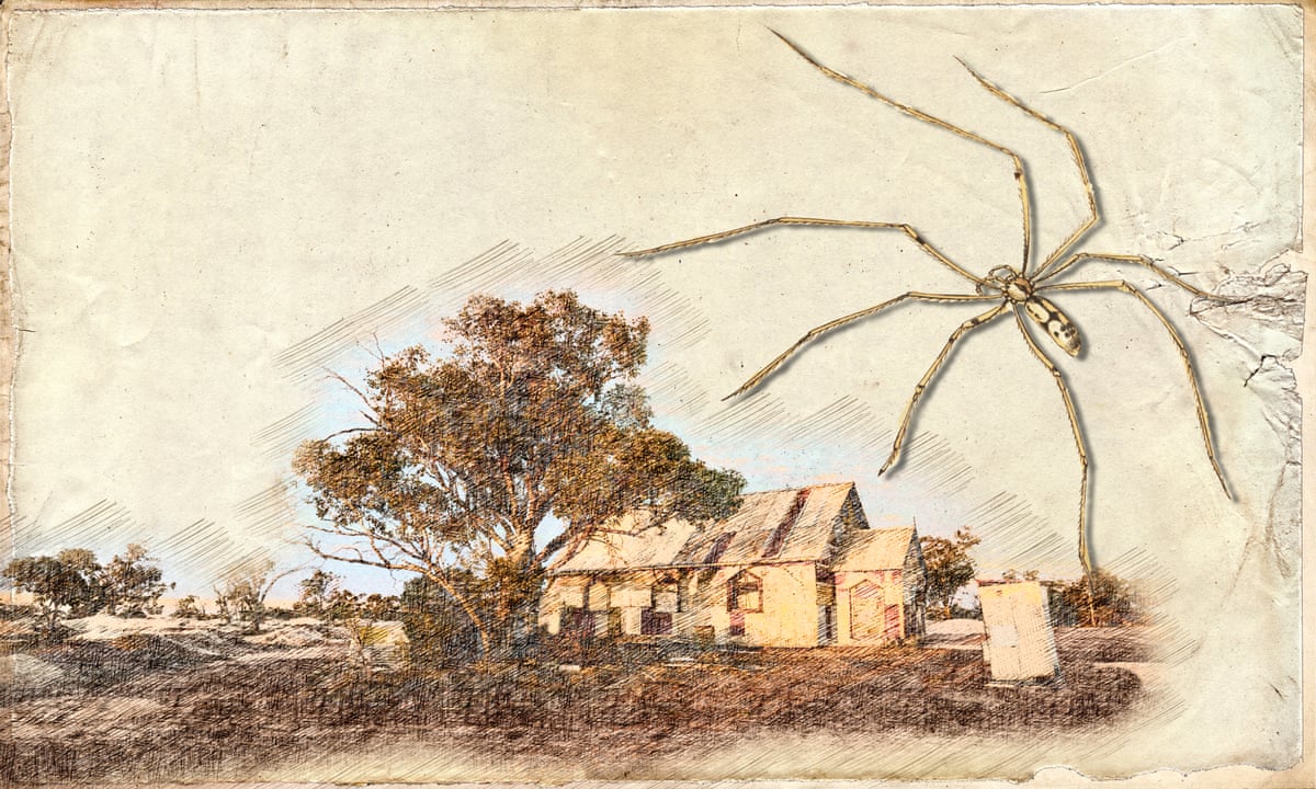 The Myth of the Grandaddy Long Legs
