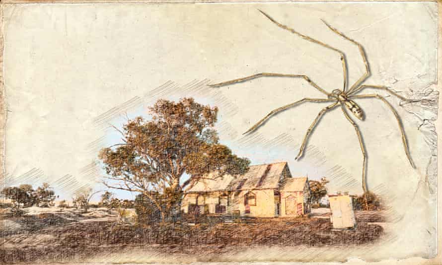 ‘Googling the daddy longlegs is a mistake