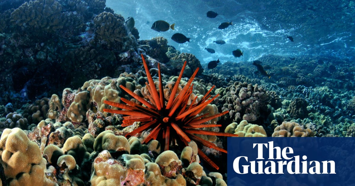 Playing thriving reef sounds on underwater speakers ‘could save damaged corals’ | Coral