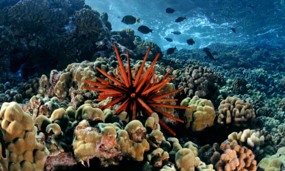 coral reef with a red slate pencil urchin