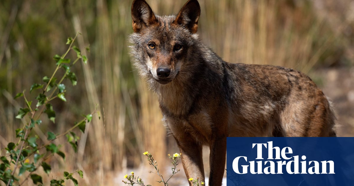 Wolves and brown bears among wildlife making ‘exciting’ comeback in Europe