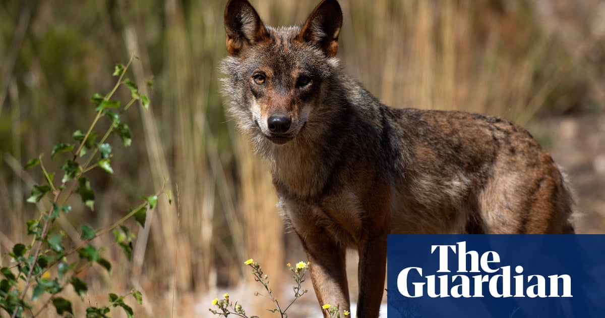 Gray wolf crossword
