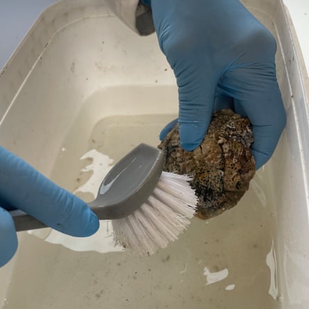 Scrubbing the hinges of native oysters, where debris can be trapped.