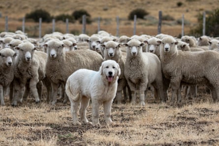 Maremmas are highly-specialised sheepdogs