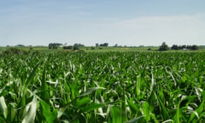 Iowa cornfield in july with distant trees and farm buildings. Image shot 07/2013.