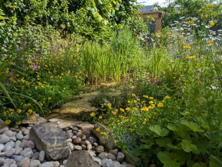 Nic's pond, created last spring.