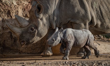 Zuri the rhino and her female calf