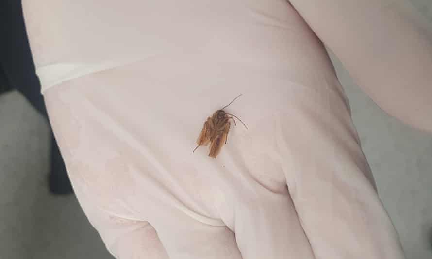 New Zealand man has cockroach extracted from ear three days after feeling wriggling | New Zealand 1 1024