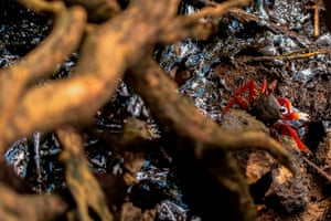 A crab walks on oil spilled on Itacimirim beach, in the city of Camacari, Bahia state