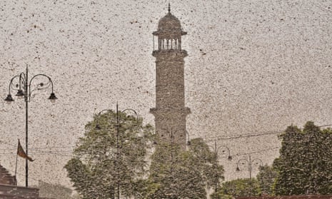 Swarms of locust attack Jaipur, Rajasthan, 25 May 2020