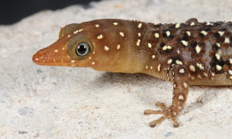 Cope's least gecko (Sphaerodactylus copei), a lizard endemic to the Caribbean, pictured in Haiti.