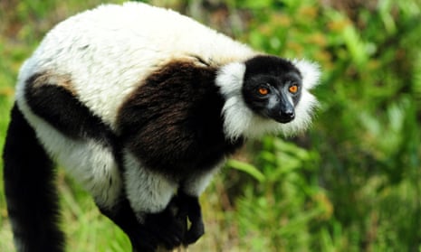 The endangered black-and-white ruffed lemur now faces a further threat to its habitat from Asian toads. 