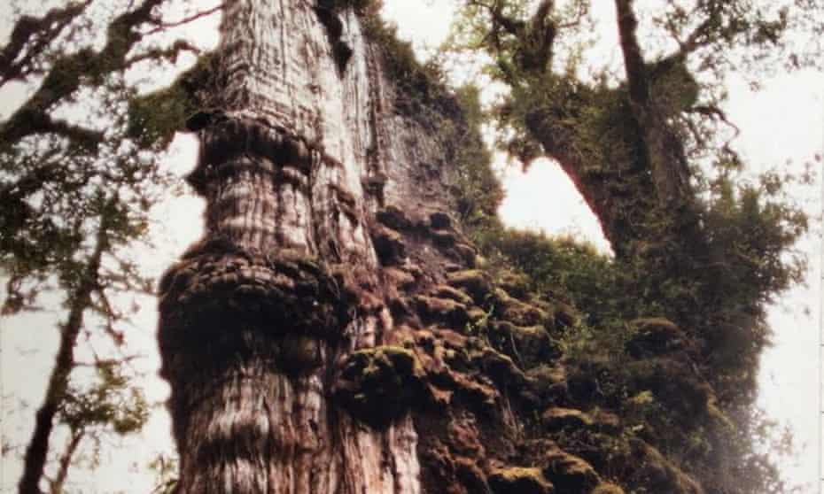 Fitzroya cupressoides in a forest at the Alerce Costero national park in Los Rios, Chile, in an undated photograph.