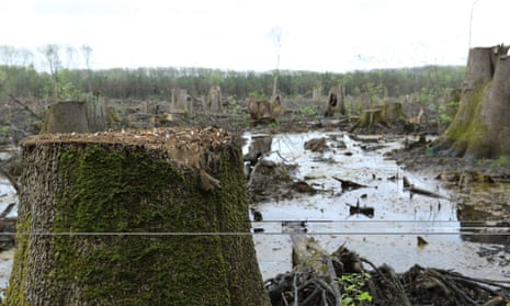 A clearcut forest in North Carolina, America, where trees are made into wood pellets.