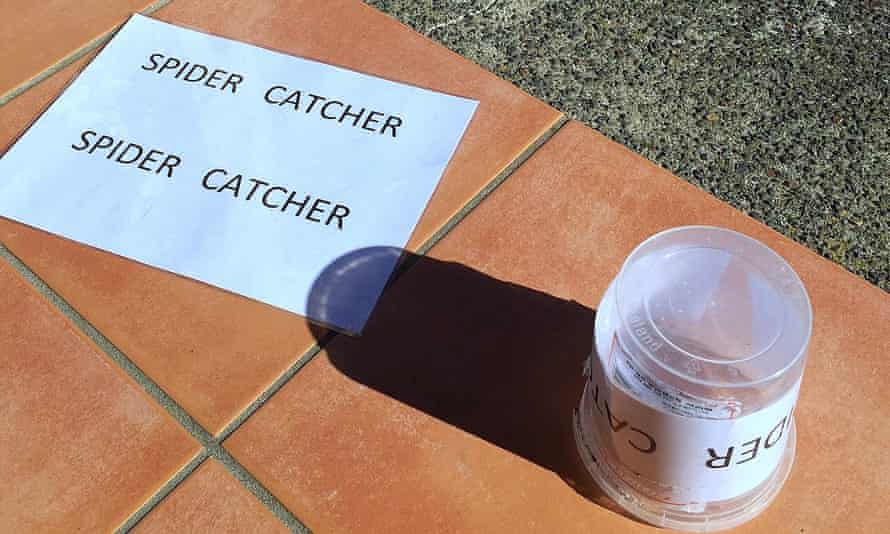 The ‘spider catcher’.