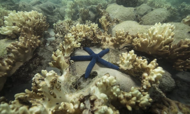 The aftermath of coral bleaching at Lizard Island, on the Great Barrier Reef