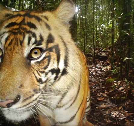 Sumatran tiger – another critically endangered species – found in the area. This one was photographed via camera trap.