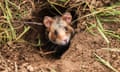 A field hamster looks out of its burrow in a field. in Euskirchen, Germany.
