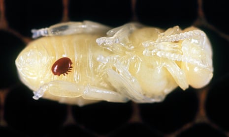 File photo of a Varroa mite on a honeybee pupa
