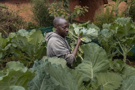 A man standing among large kale plants.