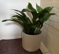Aspidistra Keith Spanswick, Nottingham