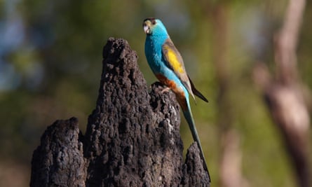 A male golden-shouldered parrot (Psephotus chrysopterygius) on the termite mound containing its nest in the Cape York peninsula