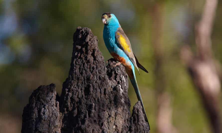A male golden-shouldered parrot (Psephotus chrysopterygius) on the termite mound containing its nest in the Cape York peninsula