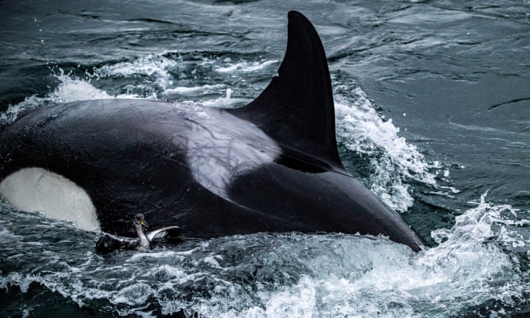 Killer whales amaze Seattle onlookers with rarely seen bird hunt Killer whales amaze Seattle onlookers with rarely seen bird hunt